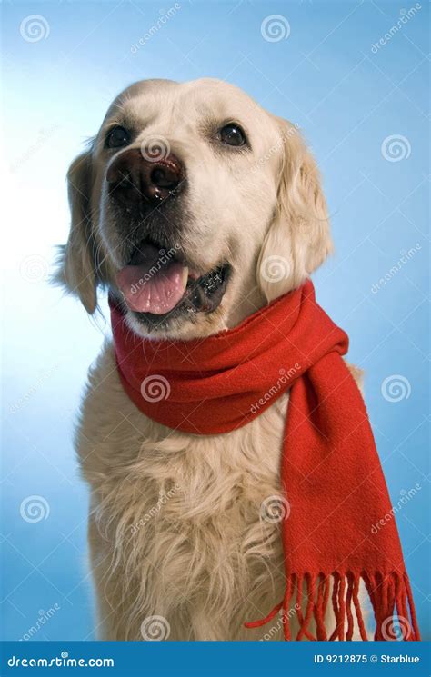 A Golden Retriever with Scarf · Free Stock Photo.